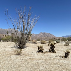 Fouquieria splendens splendens