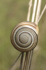 Caucasotachea vindobonensis