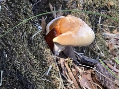 Ganoderma zonatum