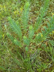 Euphorbia seguieriana