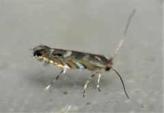 Macrosaccus robiniella
