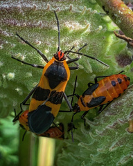 Oncopeltus fasciatus