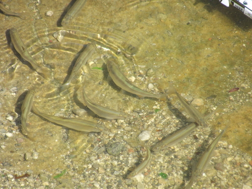 Caucasian bleak (Alburnus escherichii) — Cyprinidae