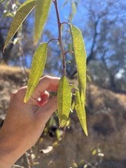 Prunus amygdalus