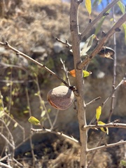Prunus amygdalus