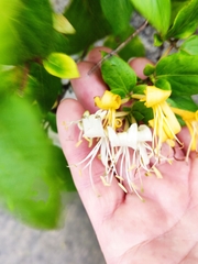 Lonicera periclymenum