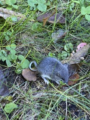 Peromyscus