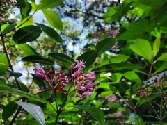 Fuchsia arborescens