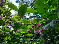 Fuchsia arborescens