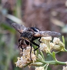 Paradejeania rutilioides
