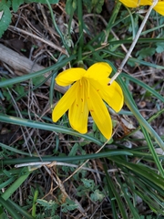 Sternbergia lutea