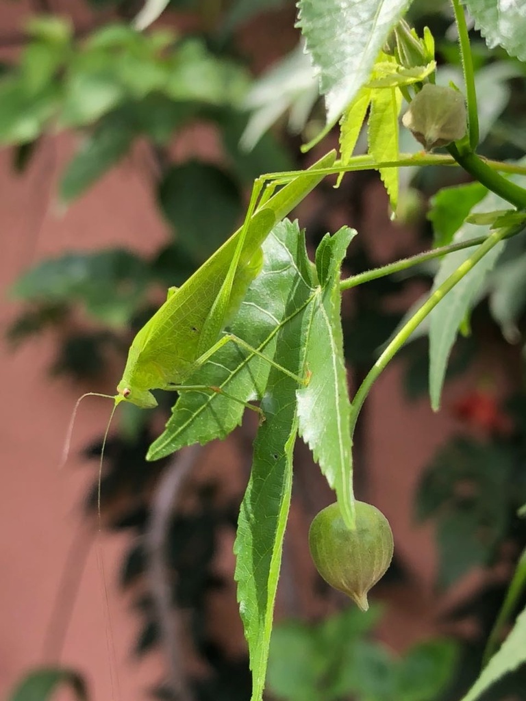 Phaneroptera quinquesignata
