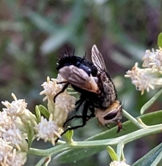 Paradejeania rutilioides