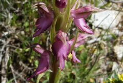Anacamptis sancta