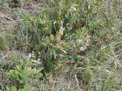 Astragalus tenellus