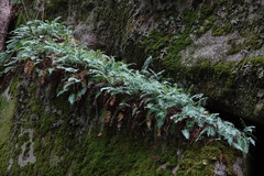 Polypodium virginianum