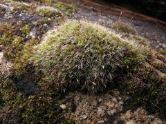 Grimmia