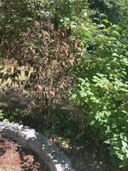 Syringa