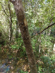 Zanthoxylum clava-herculis