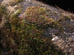 Grimmia