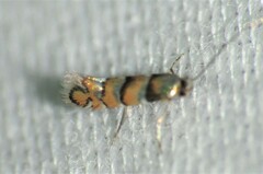 Chrysaster ostensackenella