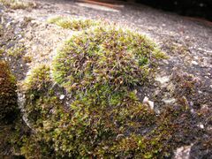 Grimmia