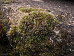 Grimmia