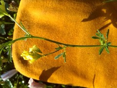 Medicago falcata