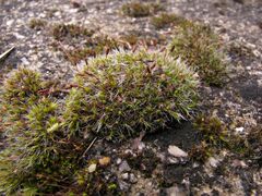 Grimmia