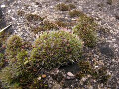 Grimmia