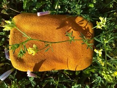 Medicago falcata