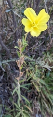 Oenothera longissima