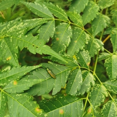 Lamprocheila maillei