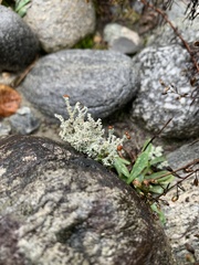 Stereocaulon incrustatum