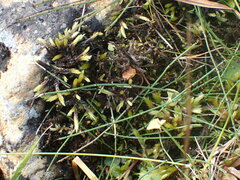 Racomitrium aciculare