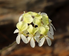 Pelargonium ochroleucum