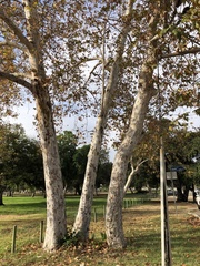 Platanus racemosa
