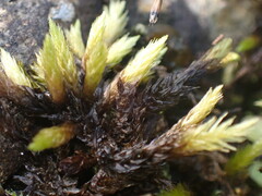 Racomitrium aciculare