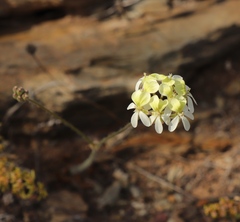 Pelargonium ochroleucum