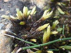Racomitrium aciculare