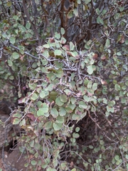 Amelanchier utahensis