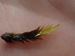 Racomitrium aciculare