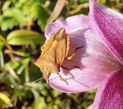 Carpocoris fuscispinus