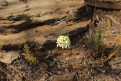 Pelargonium ochroleucum