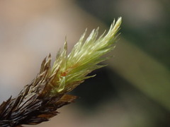 Racomitrium aciculare