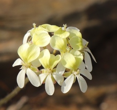 Pelargonium ochroleucum