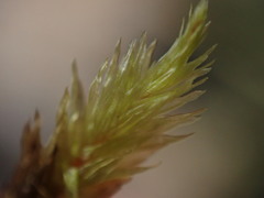 Racomitrium aciculare