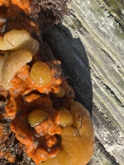 Aplousobranchia