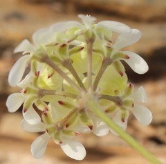 Pelargonium ochroleucum
