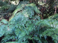 Gymnosphaera podophylla